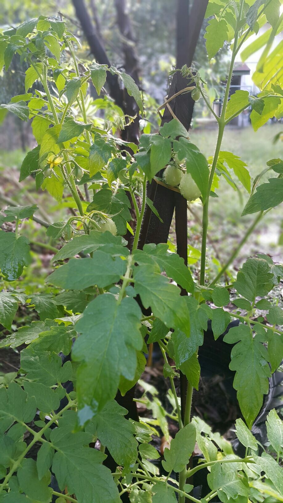 JJCozy寄宿加早餐/感觉像家一样