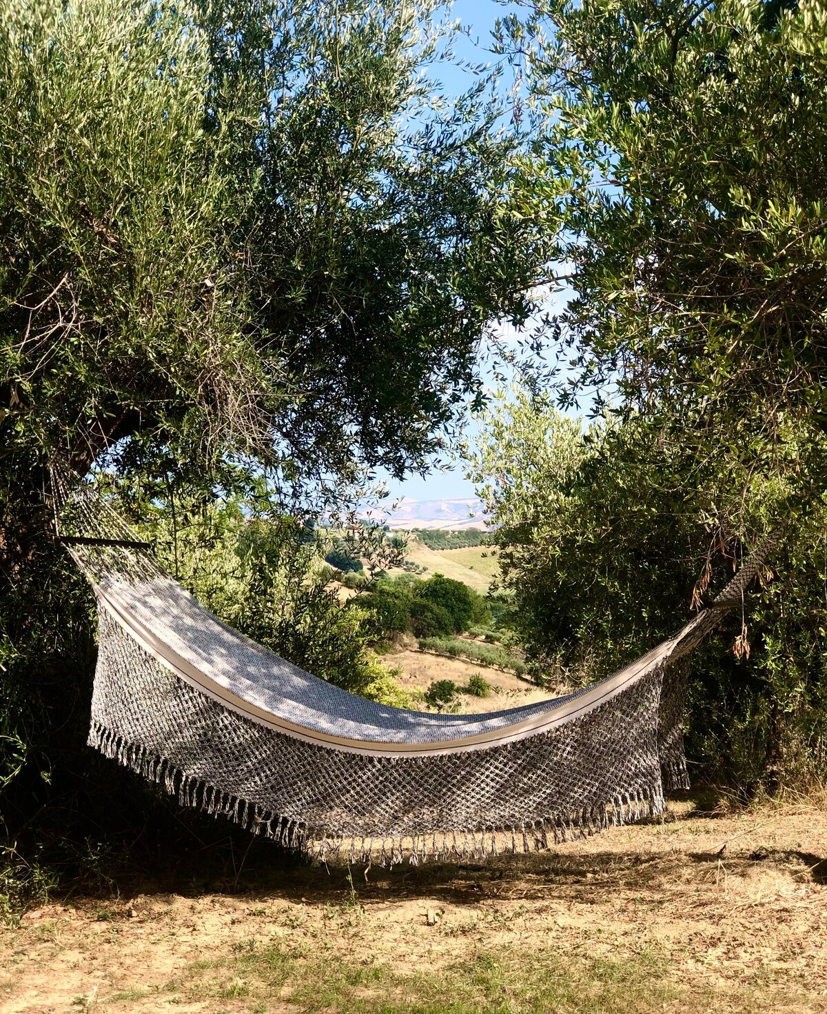 Casetta immersa tra gli ulivi