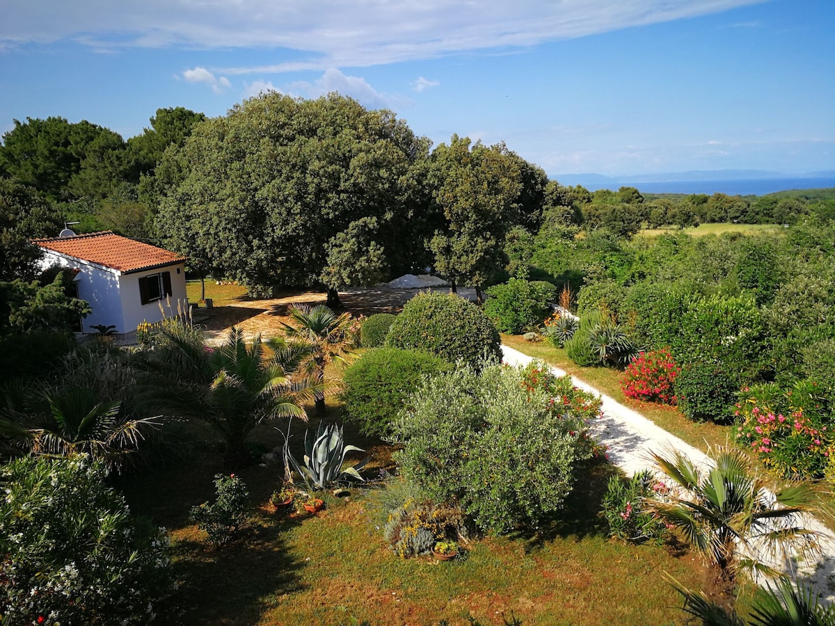 LITTLE HOUSE SURROUNDED BY NATURE