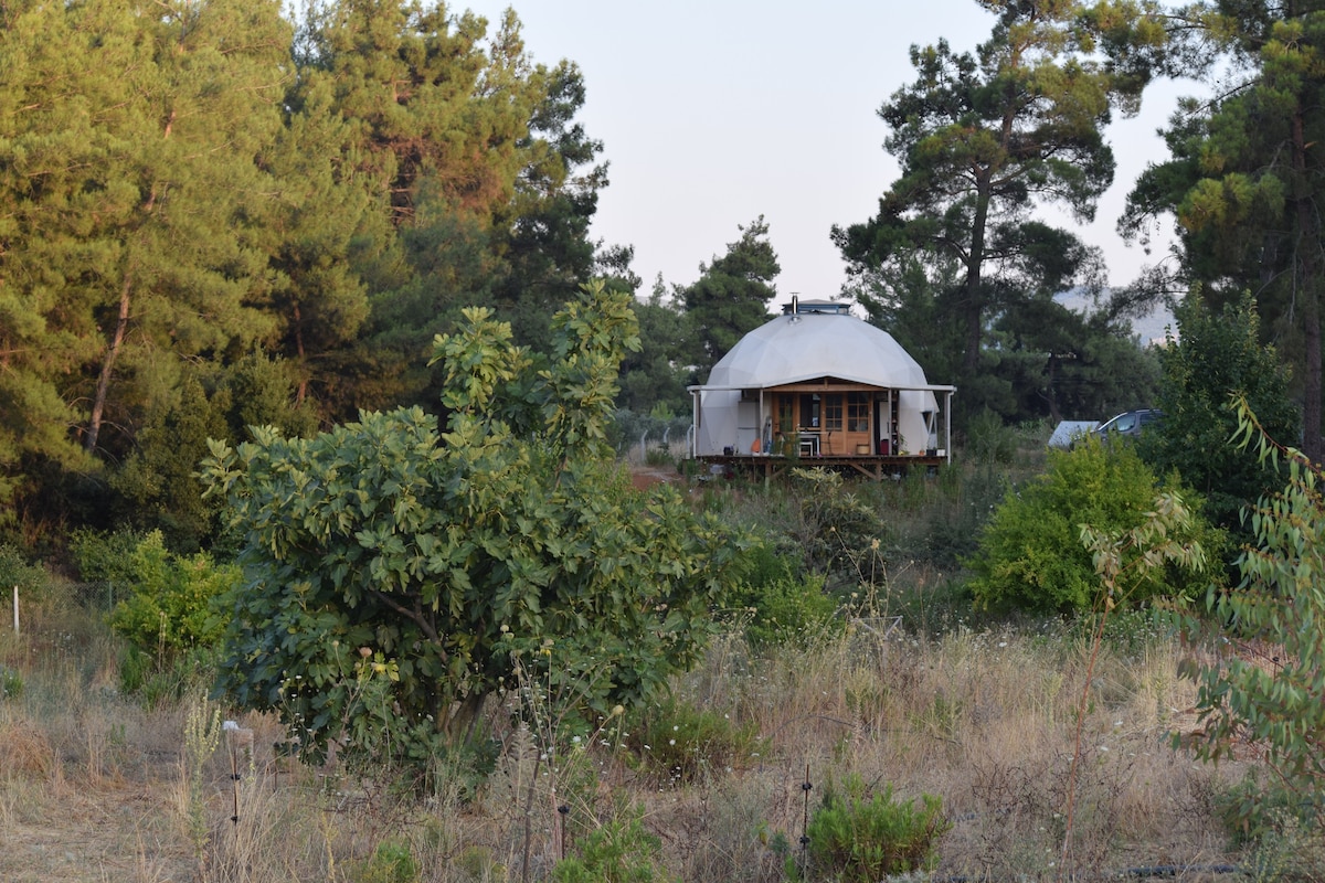 Geodesic Dome House in the Forest