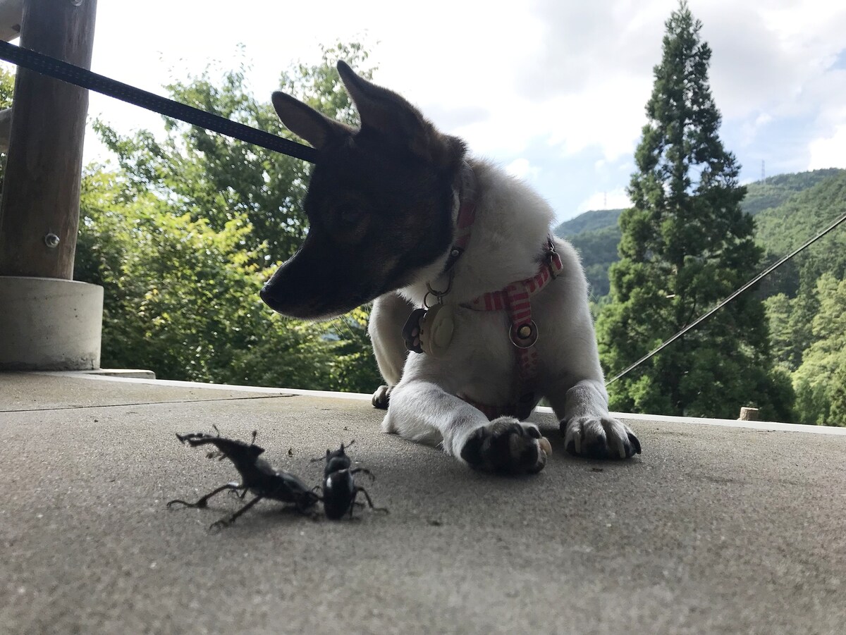 愛犬と泊まれるお部屋　元保健所犬すみれとみつばがお出迎え／日本遺産 三徳山・三朝温泉