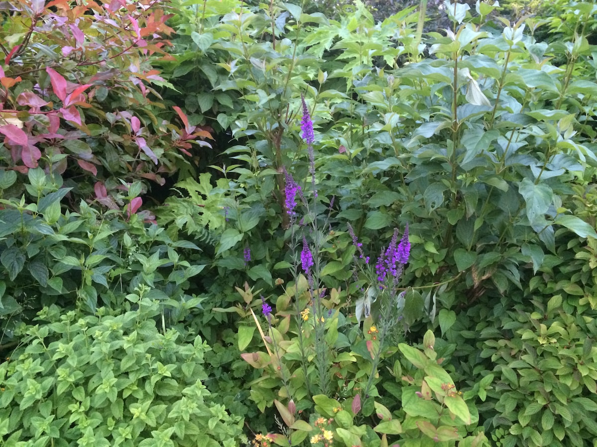 带小厨房和私人通道的住宿加早餐套房