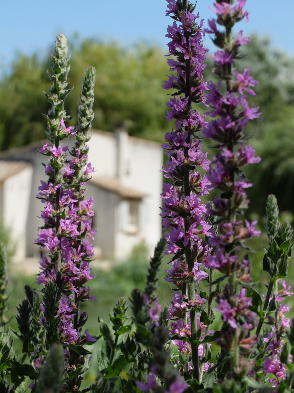 La Maison de Flo, Gite en Provence