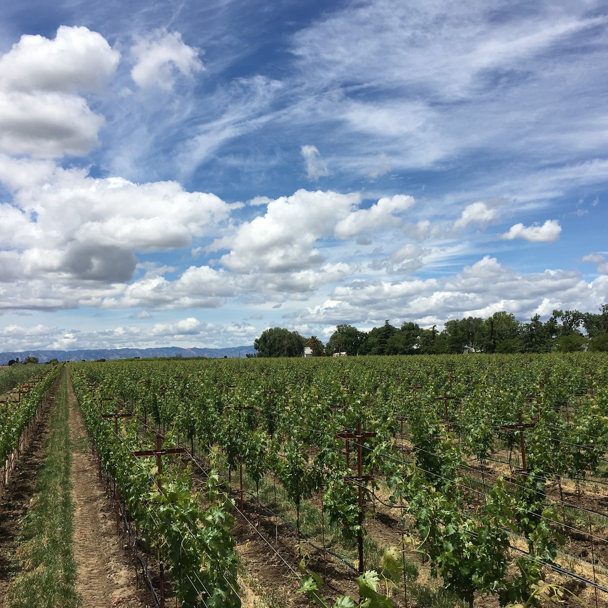 大熊葡萄园（ Great Bear Vineyards ）的葡萄园住宅