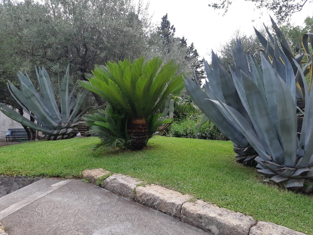 AGAVE CASA VACANZE SICILY的花园