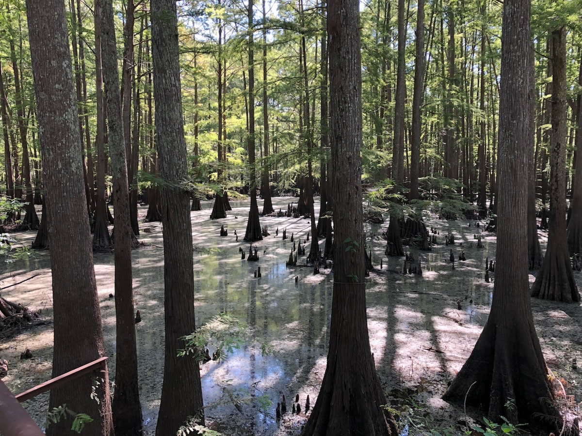 Caddo Lake Kayak Cabin