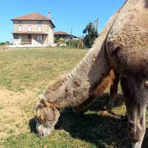 Gîte Ferme Lamalpapoche "La prairie des animaux"