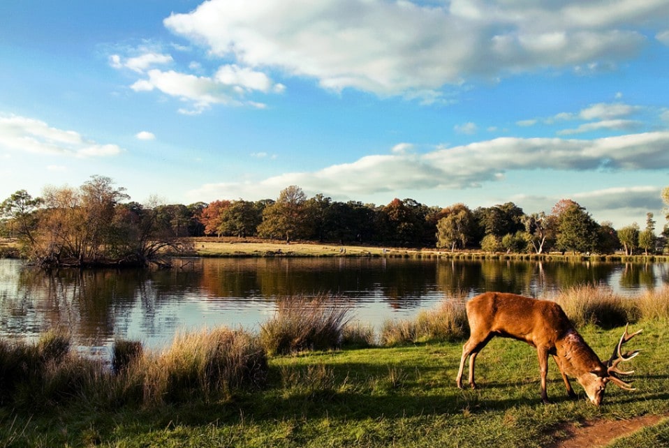 优惠，里士满公园（ Richmond Park ）半价1床公寓