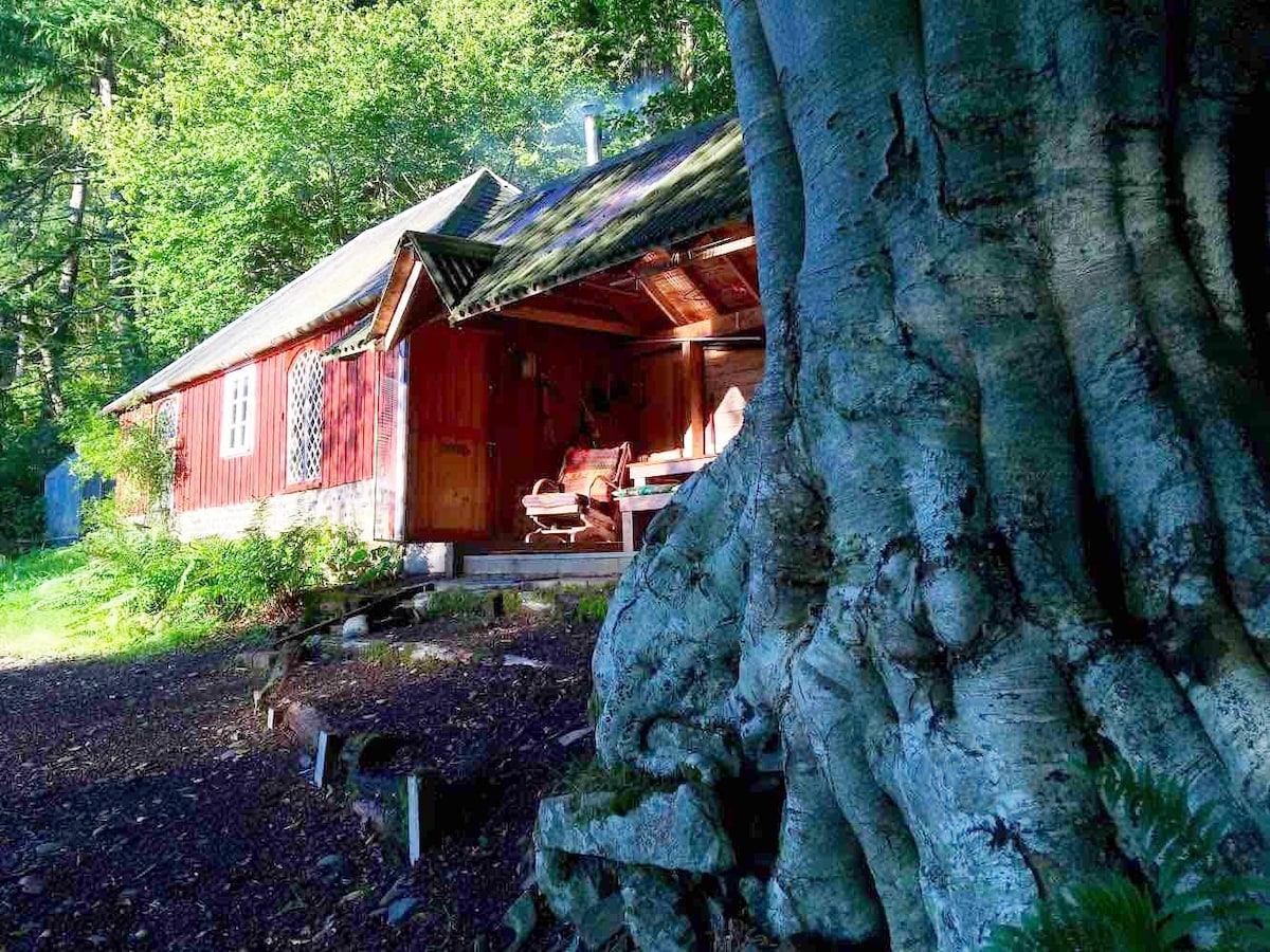 在令人惊叹的乡村林地小木屋中放松身心