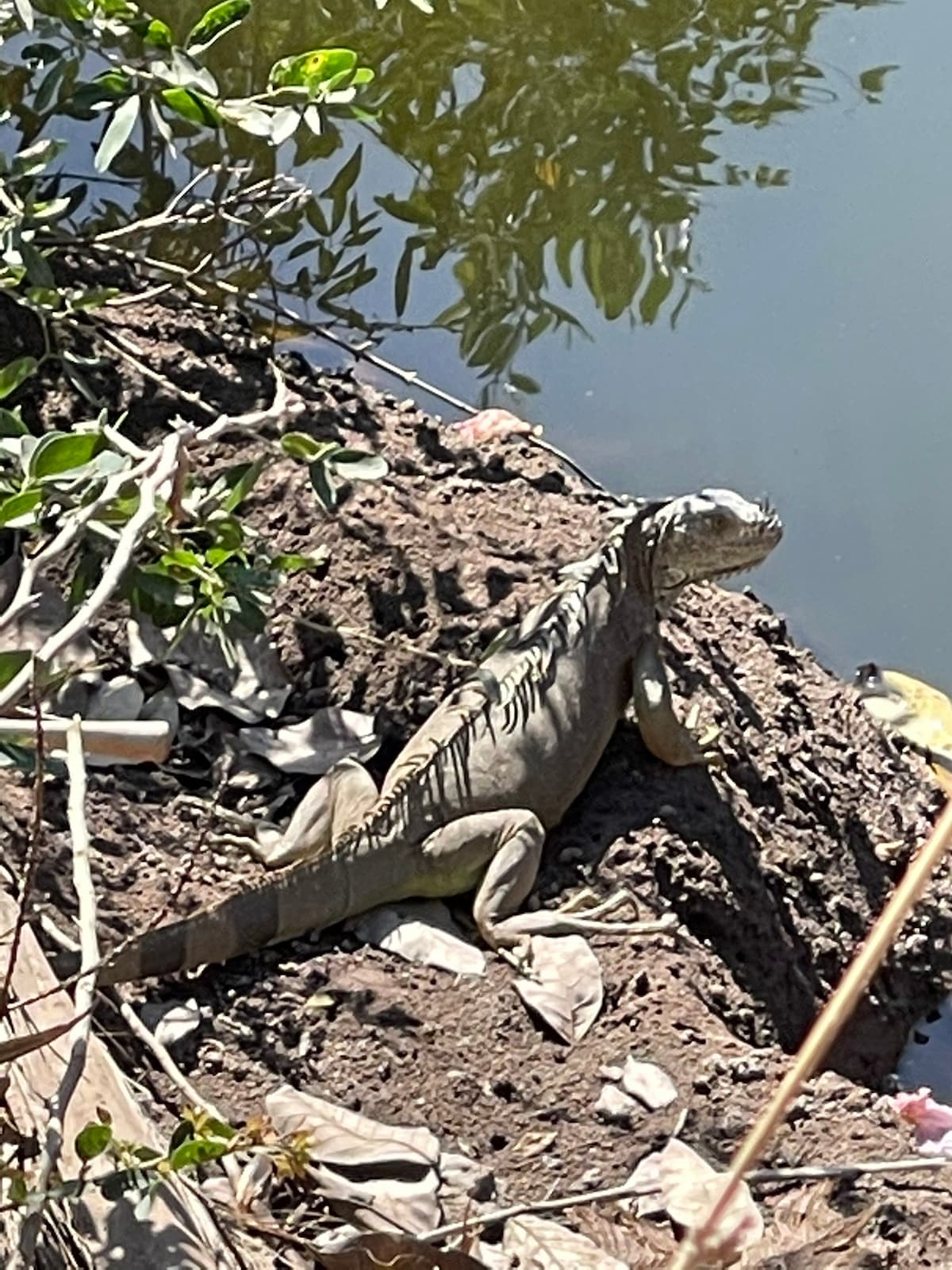 Casa Besucona en Boca de Iguanas