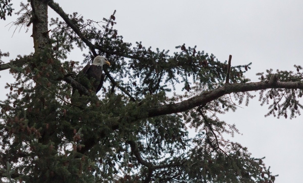 Utter Seclusion - Friday Harbor, San Juan Island