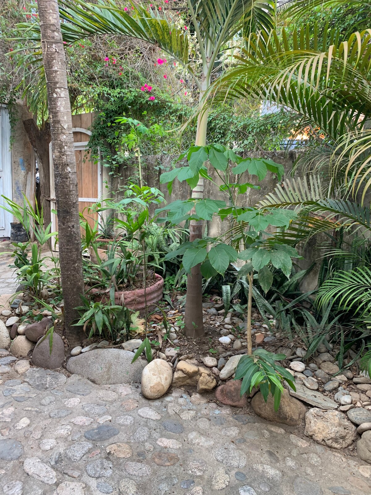 Casa De Leon: Jungle Home