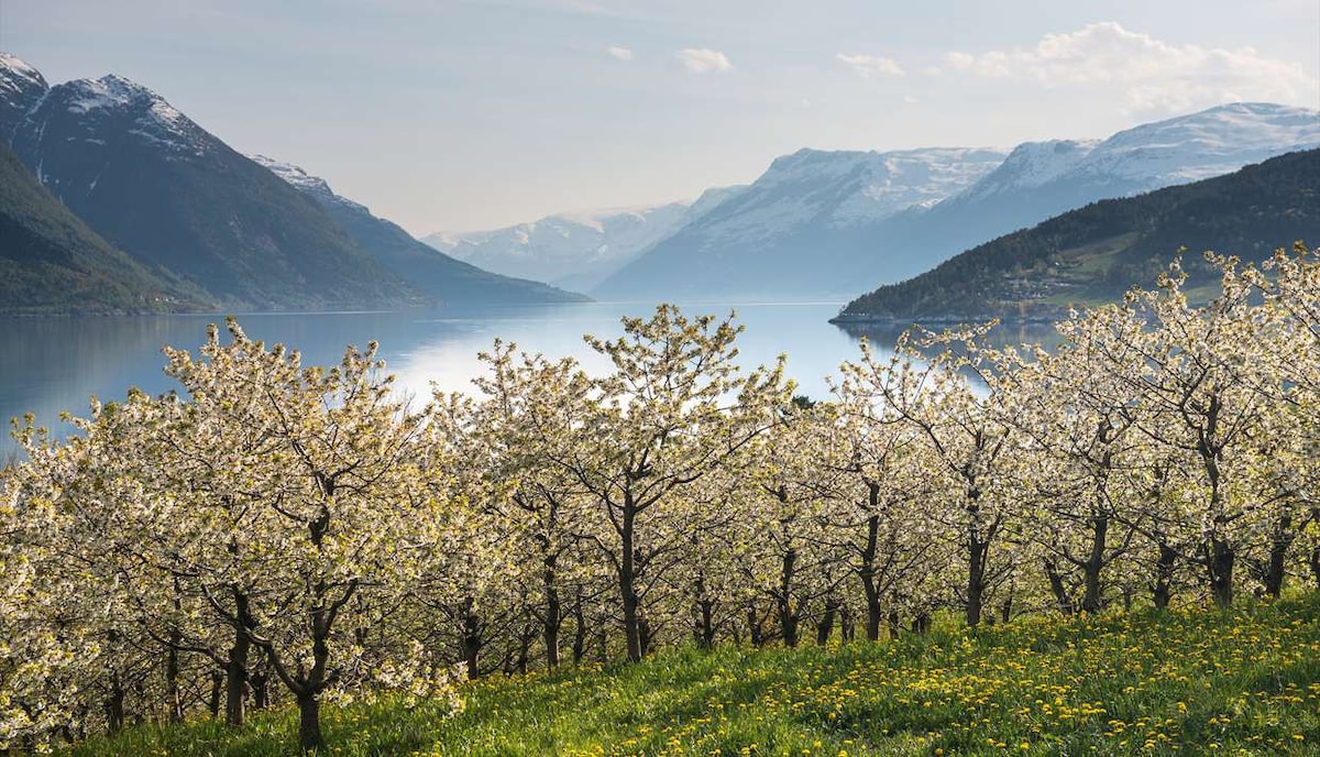 小屋位于峡湾（ hardangerfjord ）