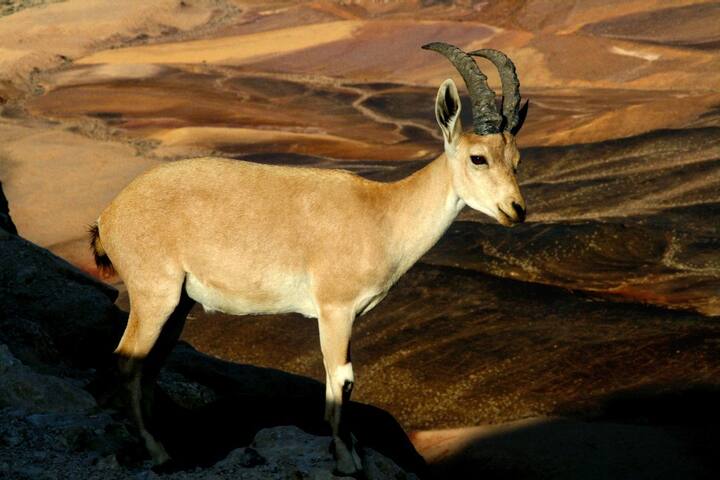 拉蒙大峡谷(Mitzpe Ramon)的民宿