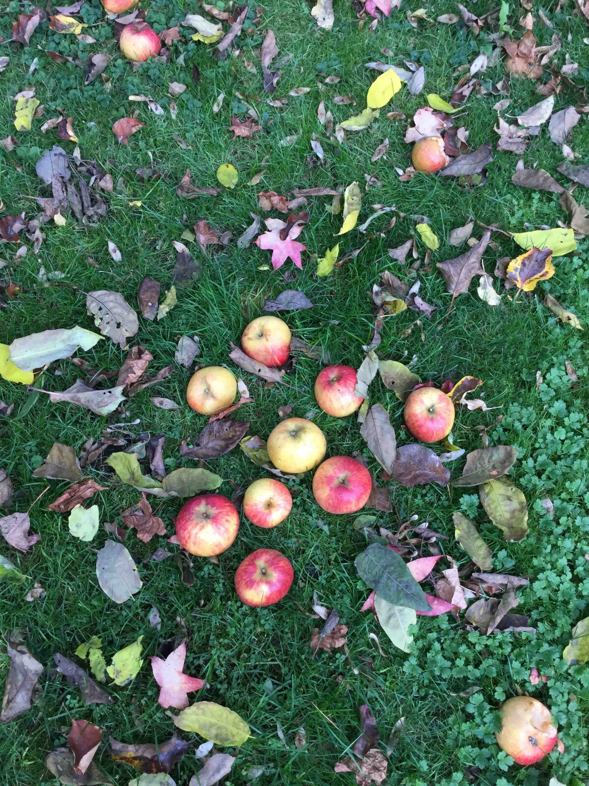 苹果树之家