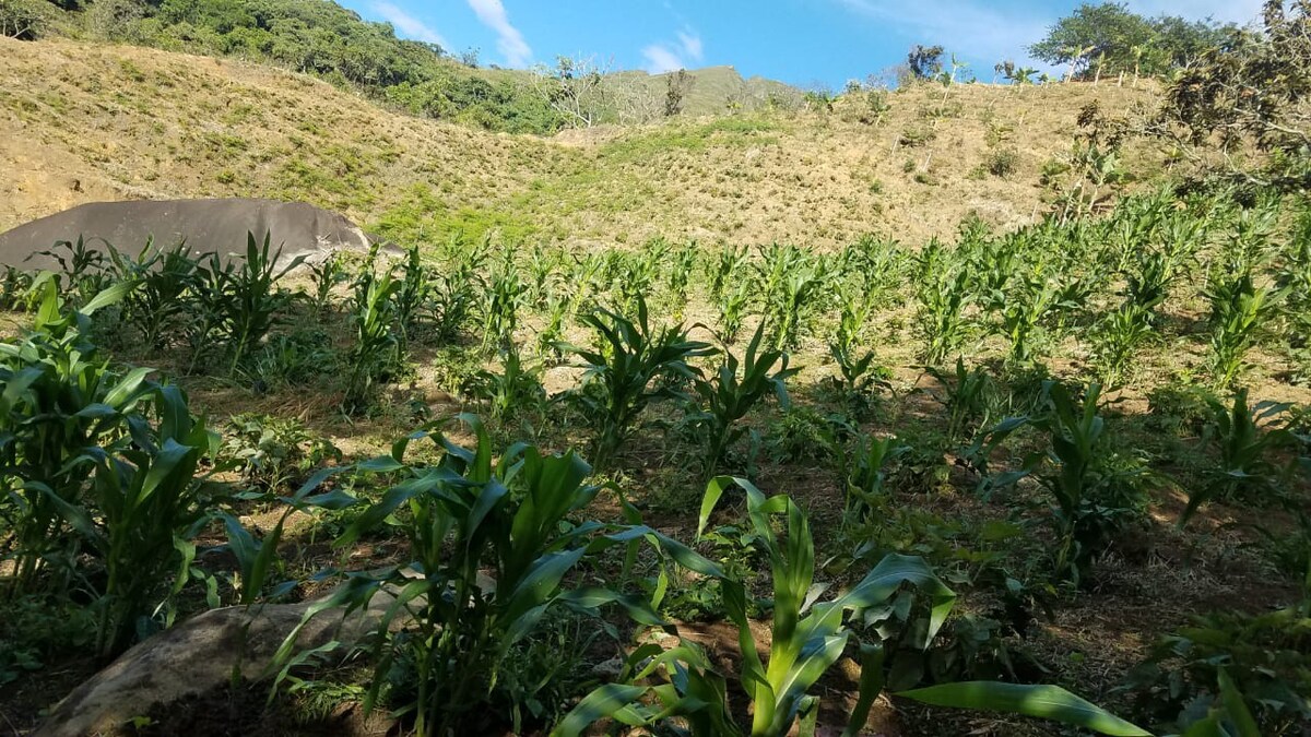 Finca dos quebradas