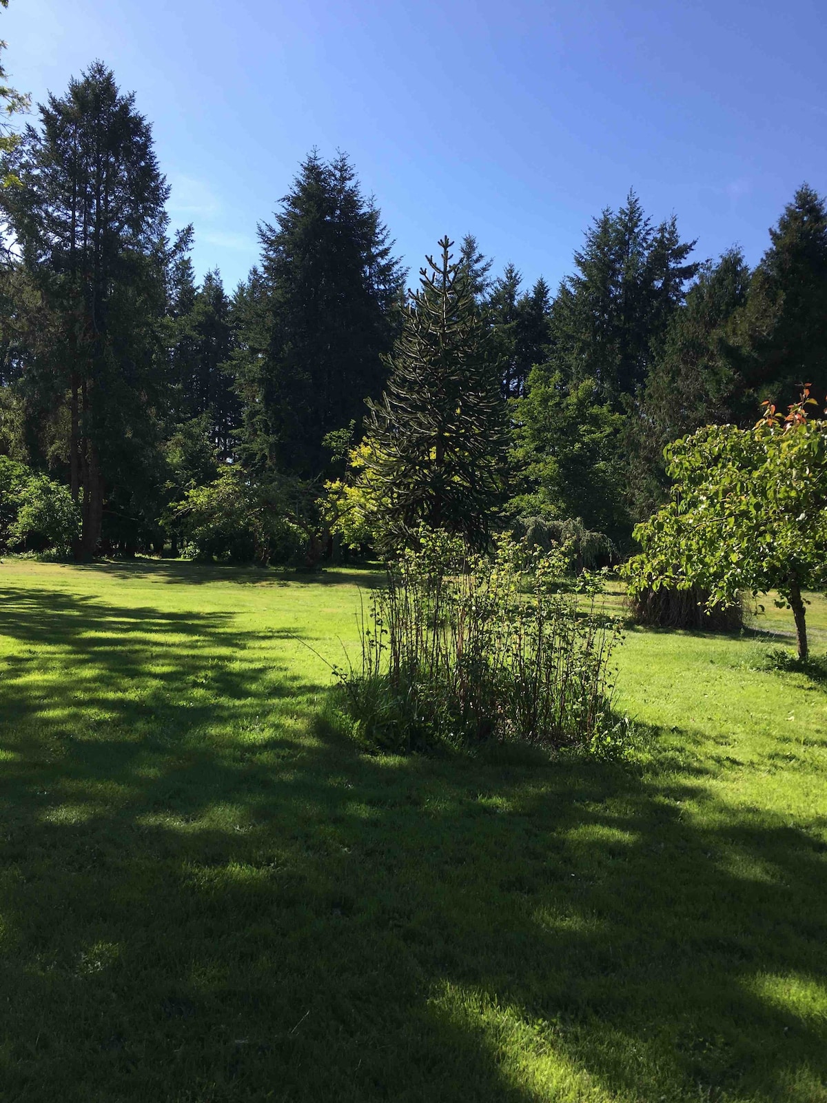 “Flowerdale Forest” Mckenzie River Magic