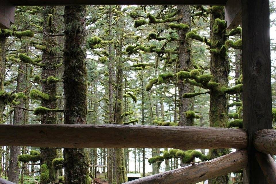 The Eagle 's Nest - Whale Island Treehouse