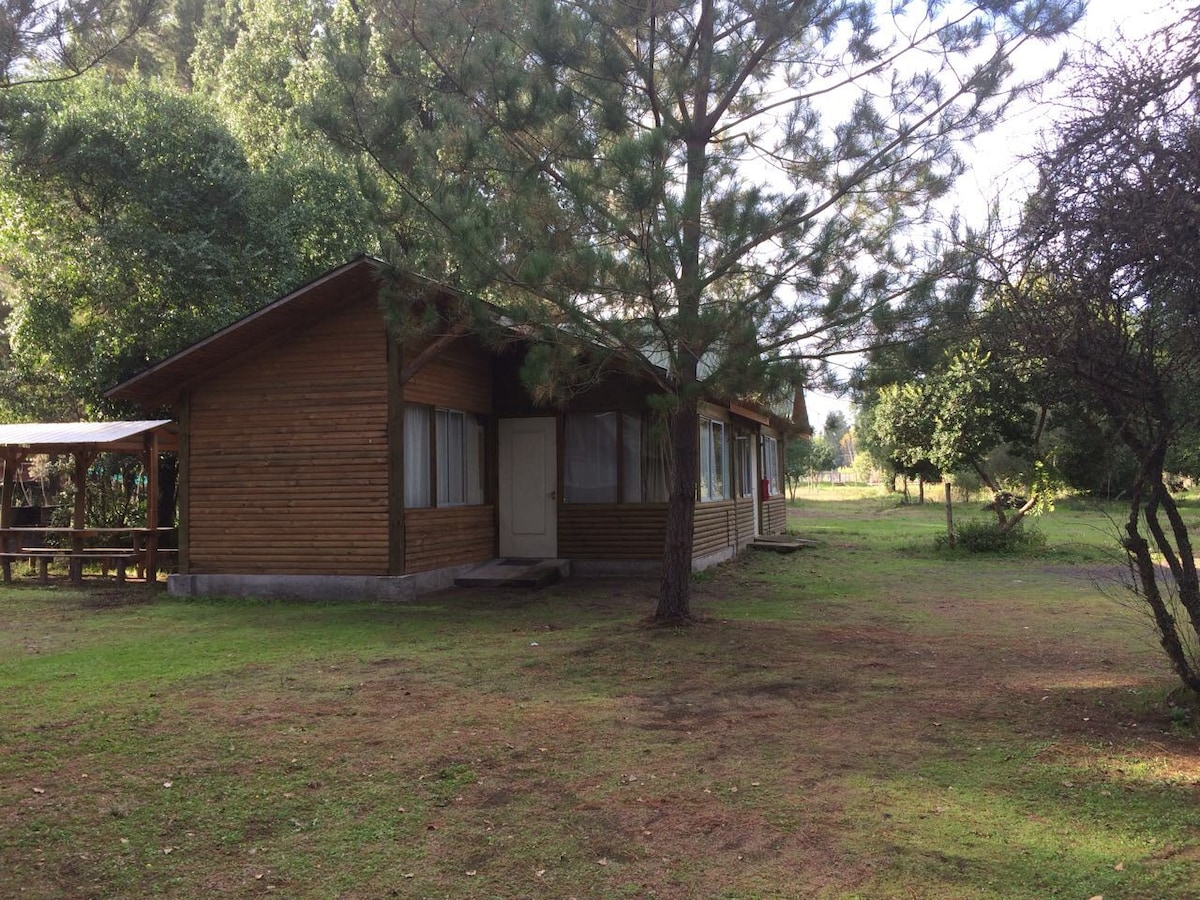 Cabañas Bosque Ntivo - Condamento Boldo