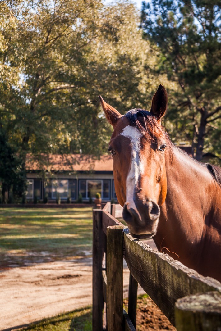 Tanglewood Farm B&B Horse Farm - The Fox Den Suite