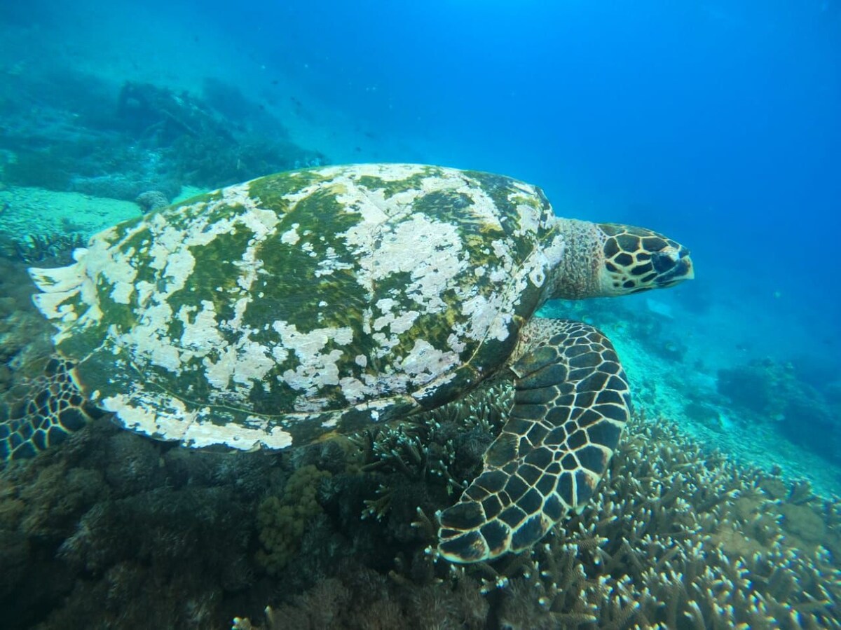 Exploring Nusa Penida Island with Private boat