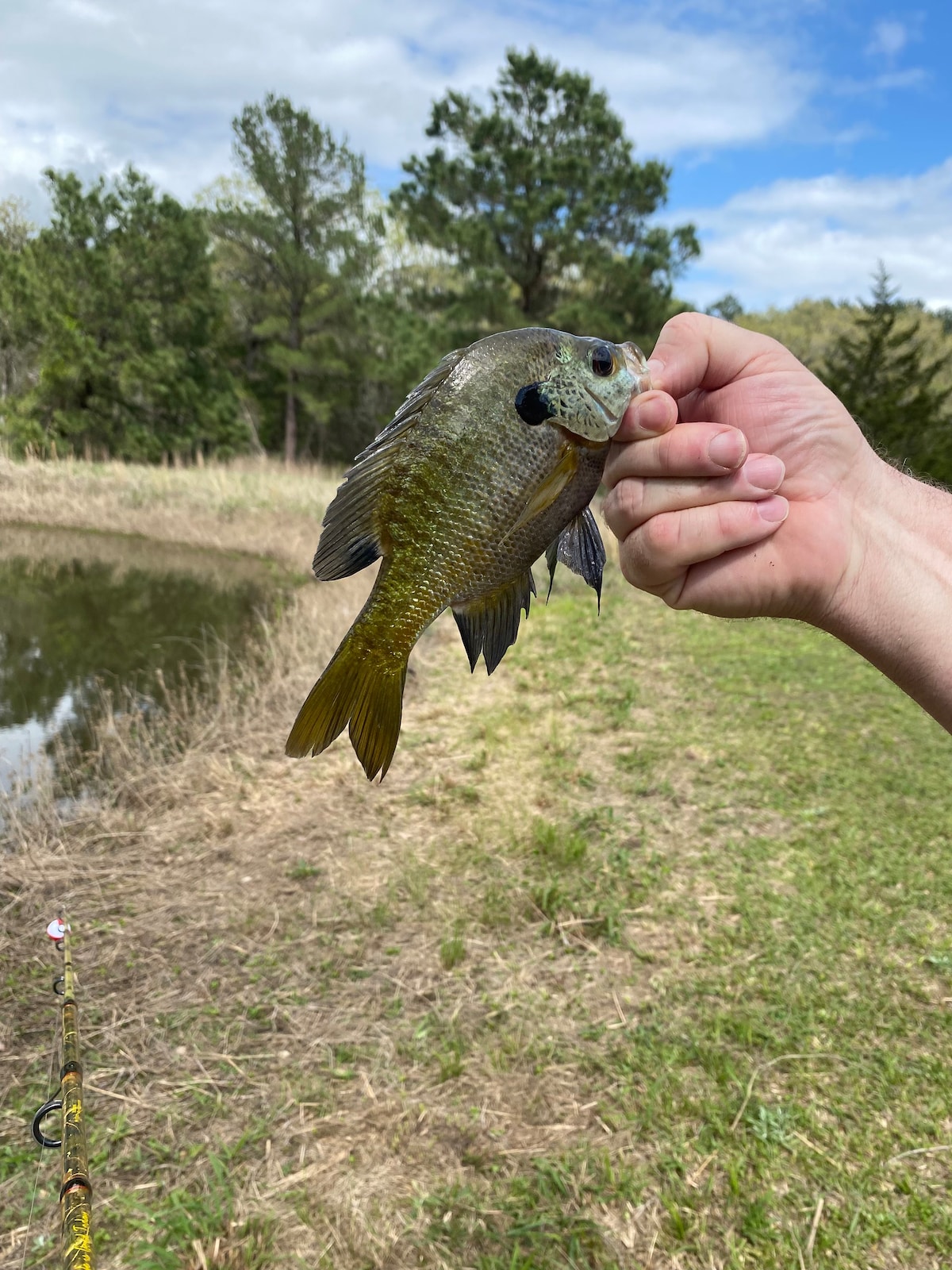 Secluded 10 Acres - Fishing, Dog Paradise & Wi-Fi