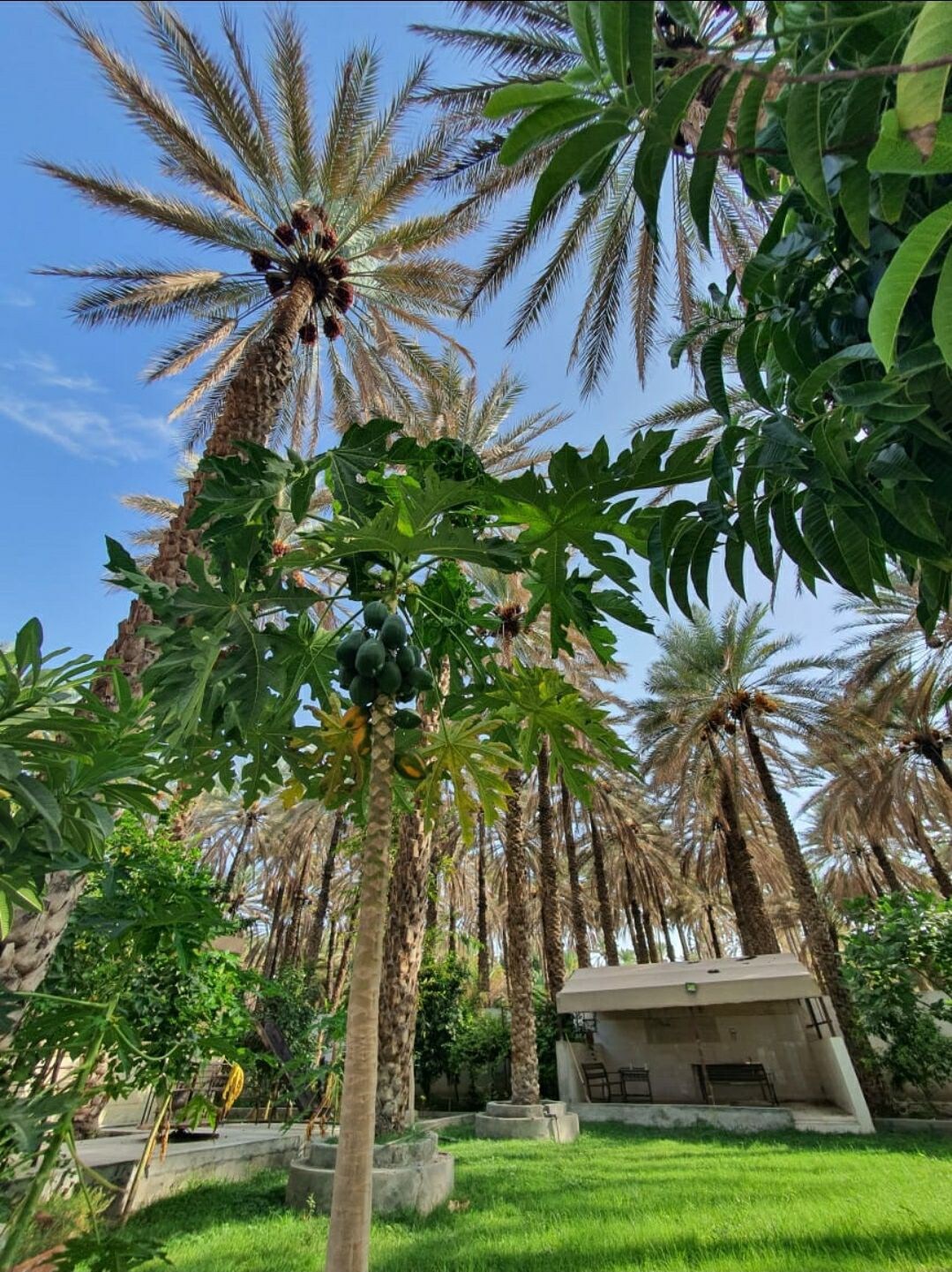 "Charming farm amid palm trees: a serene retreat."