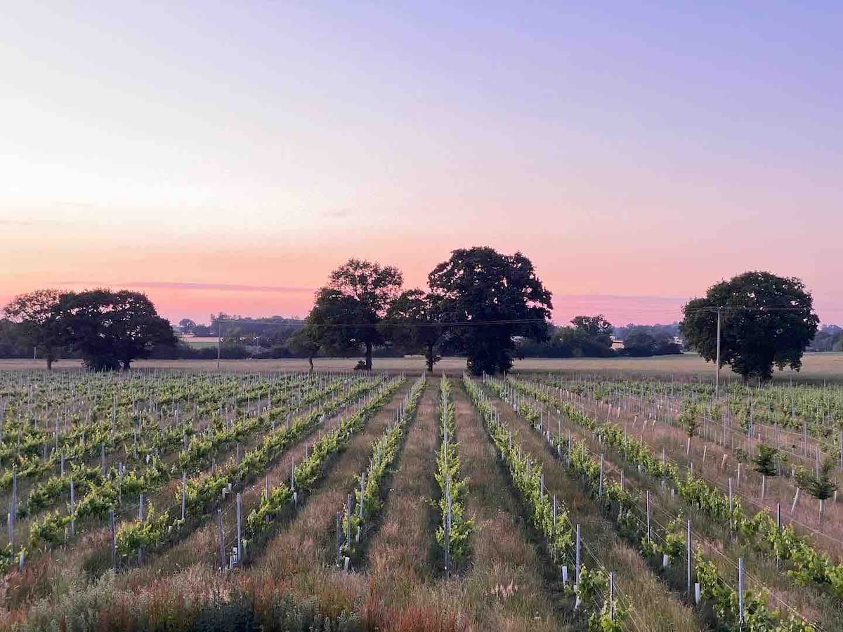 Vine House ，靠近Chet Valley Vineyard, Bergh Apton