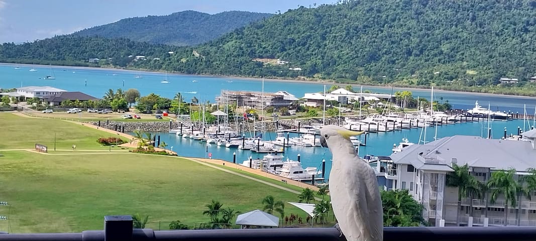 艾尔利海滩(Airlie Beach)的民宿