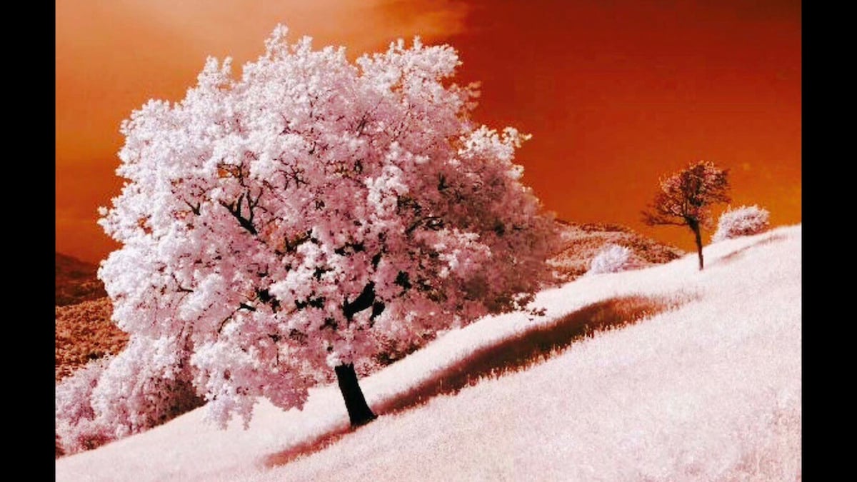 超棒的樱花桜満開宽敞时尚疗愈，温馨舒适