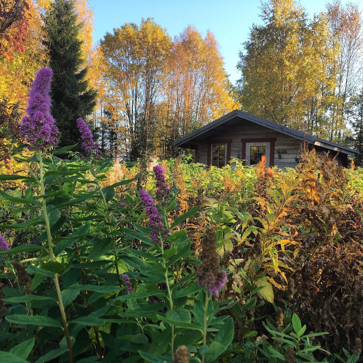 哈斯基农场（ Husky Farm ）上的荒野舒适小木屋