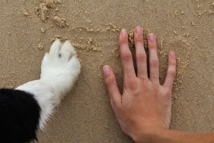 佩里吉安海滩(Peregian Beach)的民宿