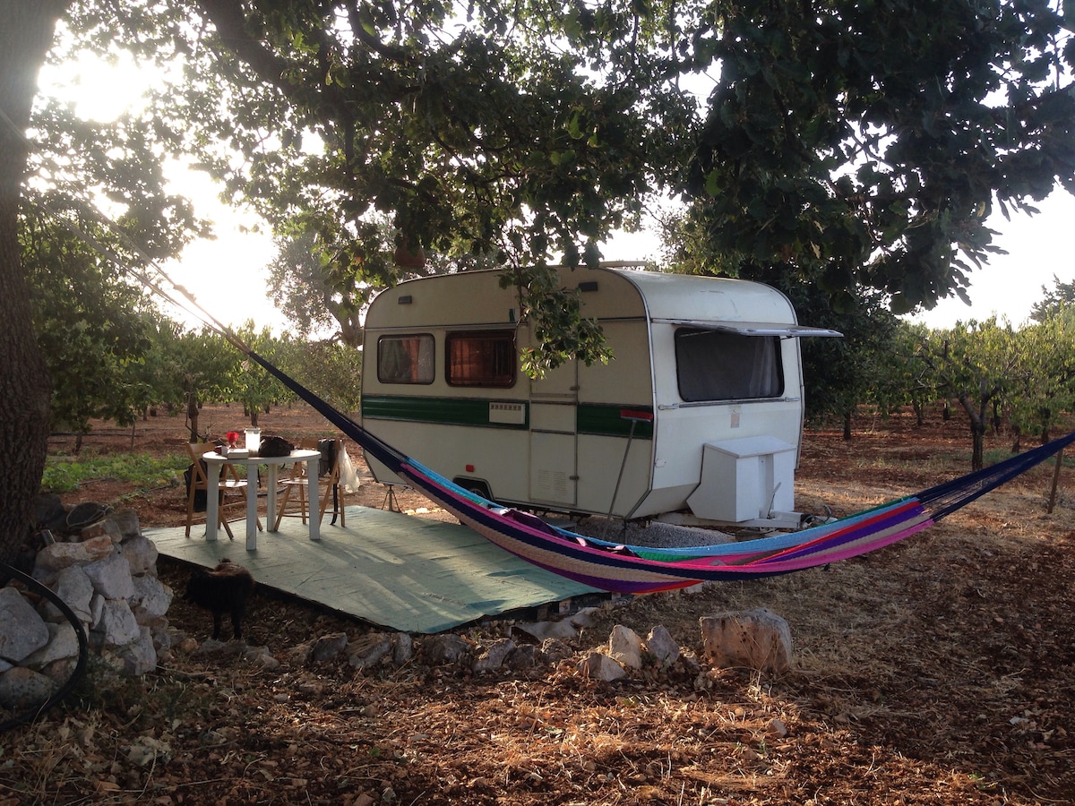 Caravan under oak  for true lover  Conversano BA