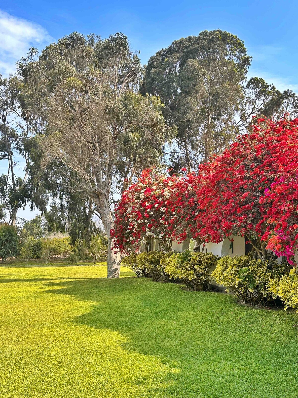 Hacienda Leon Dorado-Chilca