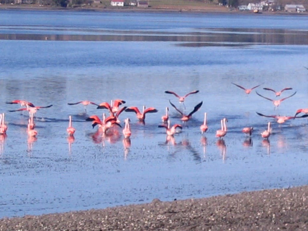 Refugio Bordemar Chiloé