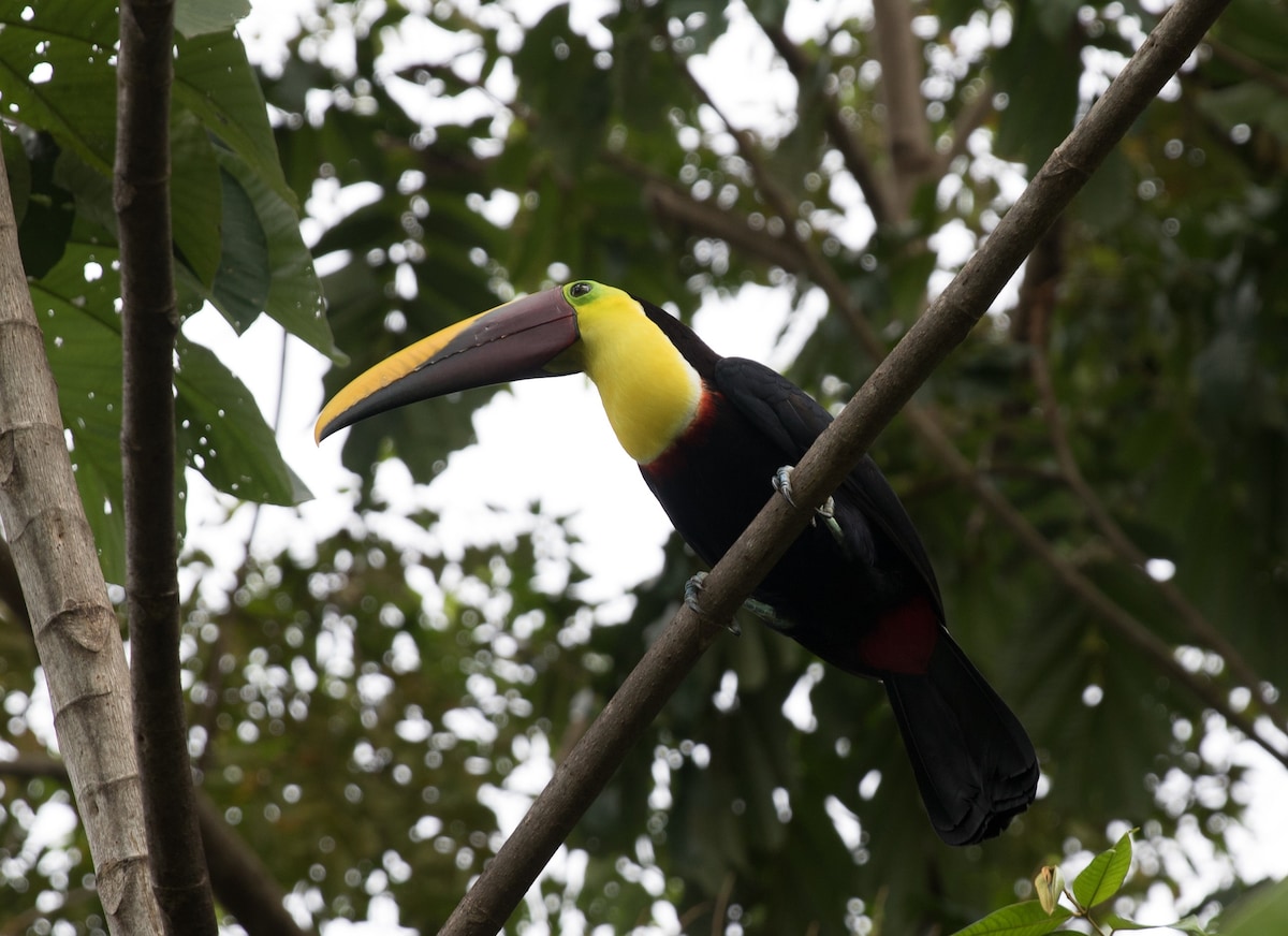 Toucans Fly ！