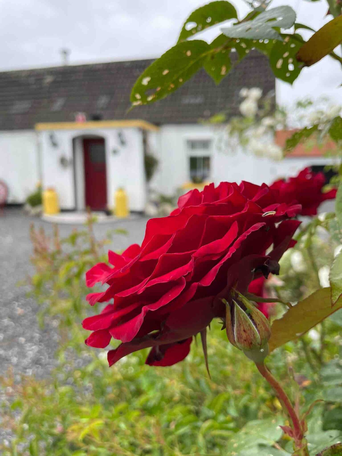 Toddys Cottage, Studio & Stables