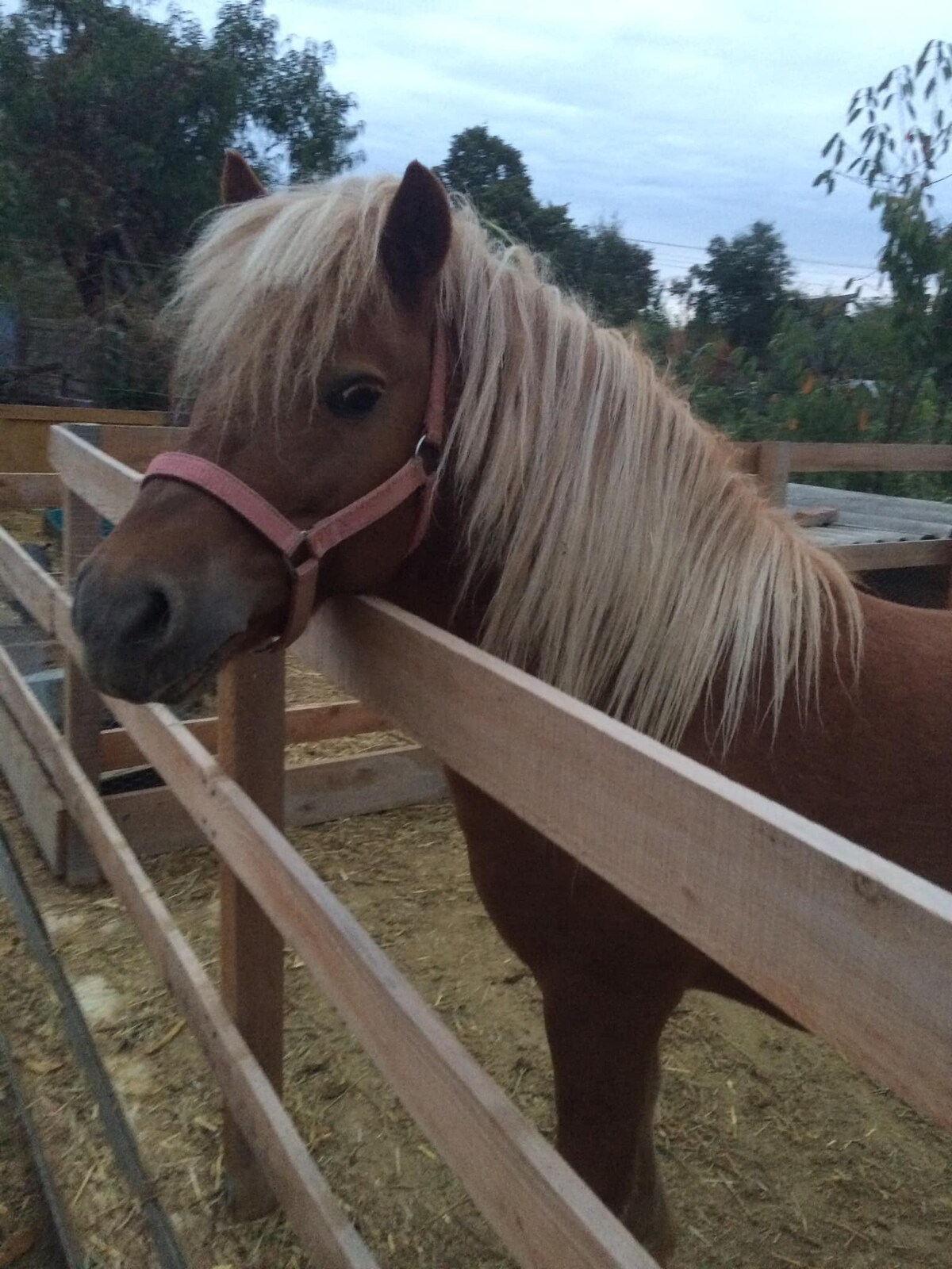 Ograda cu Poveşti主题住宅PH