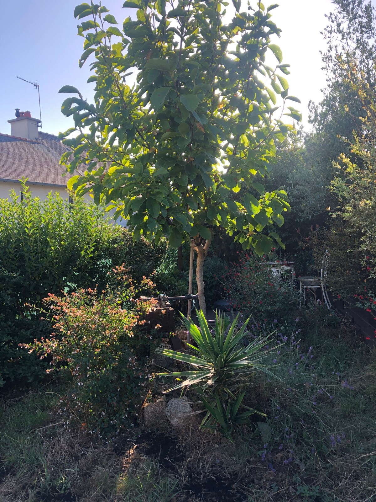 Charmante maison en pierre au cœur de Broons