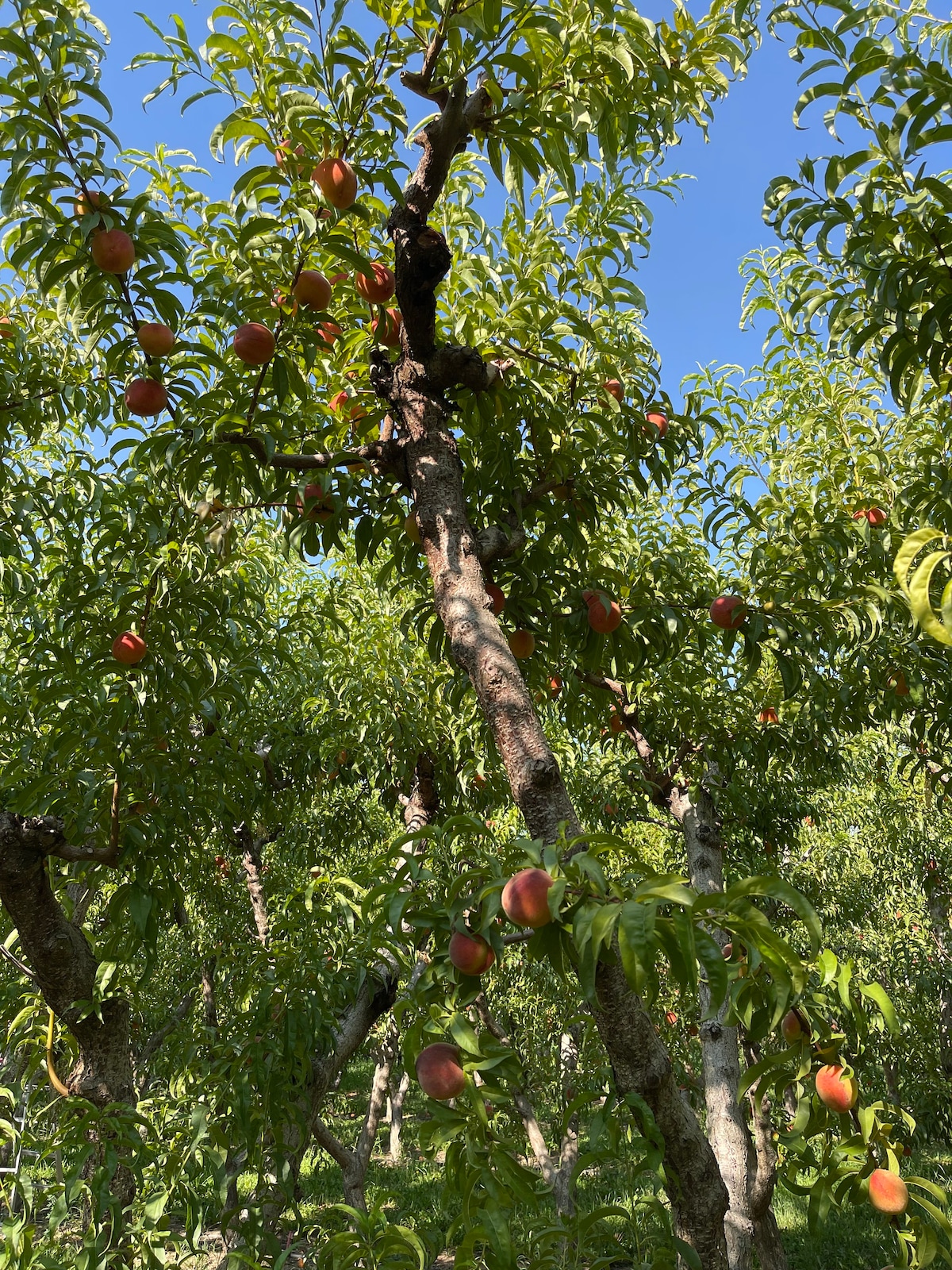 Olsen Orchards - Palisade Peach Serenity