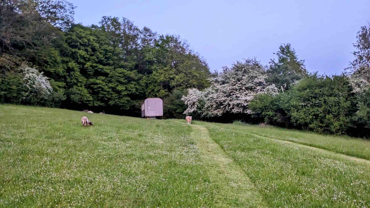 The butterfly field roulotte