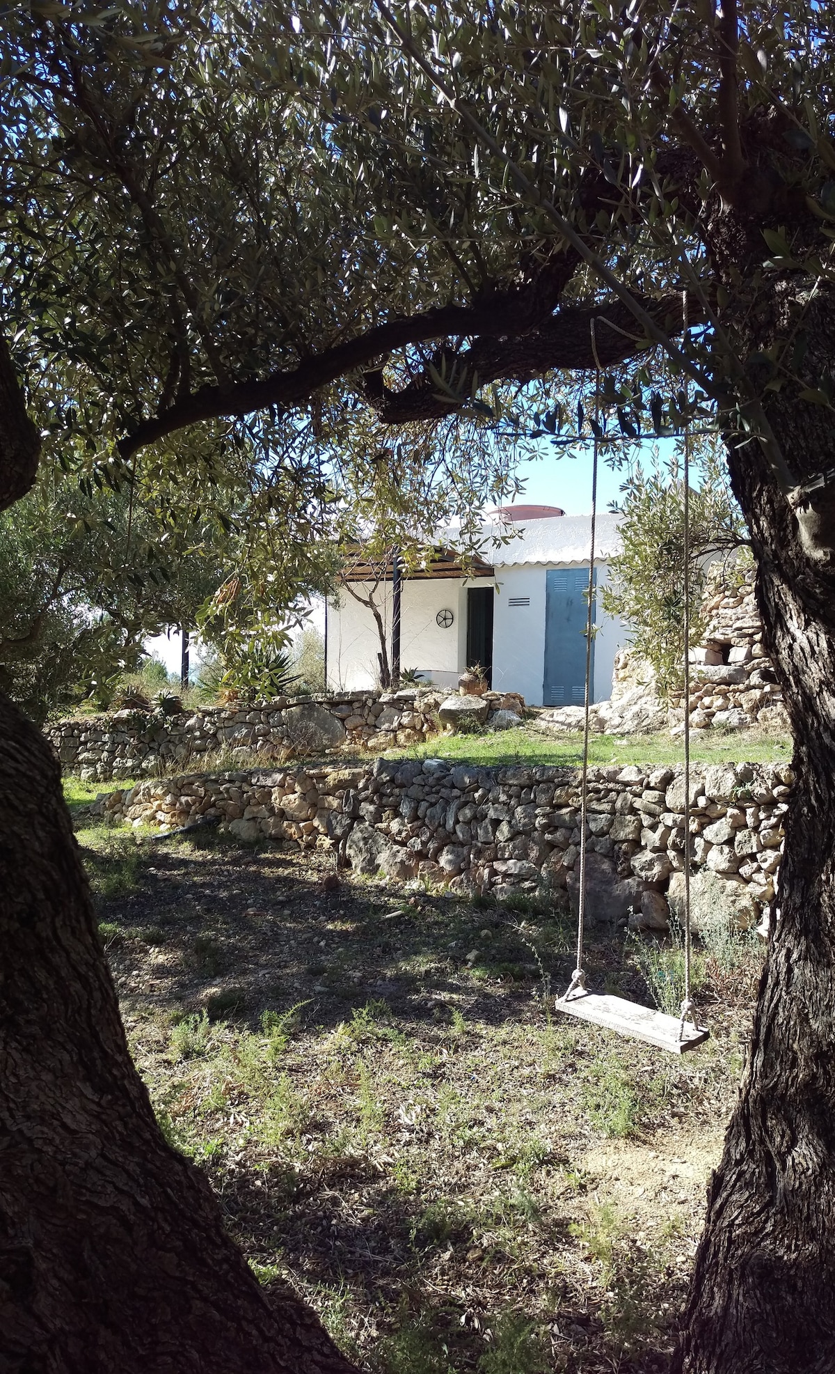 生态屋，坐落在宁静的橄榄树林中。
