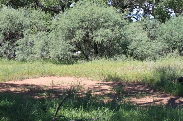 Circle of Trees (Site # 3)