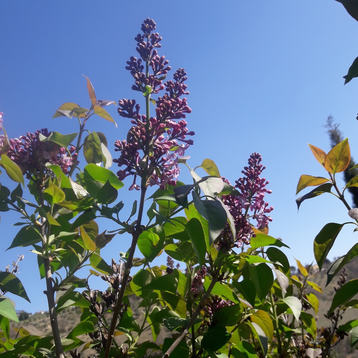 教学农场月桂花：茉莉花