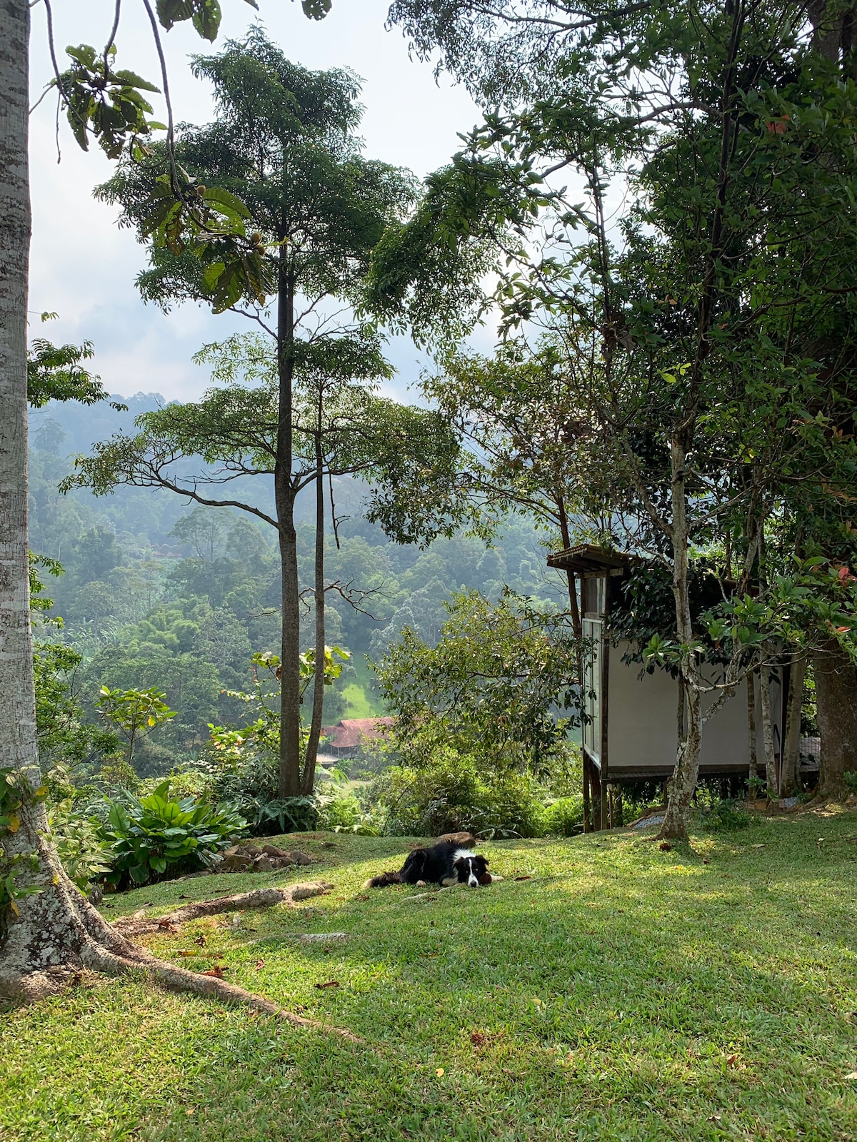 Plateau Farm可持续树屋营地@ Janda Baik