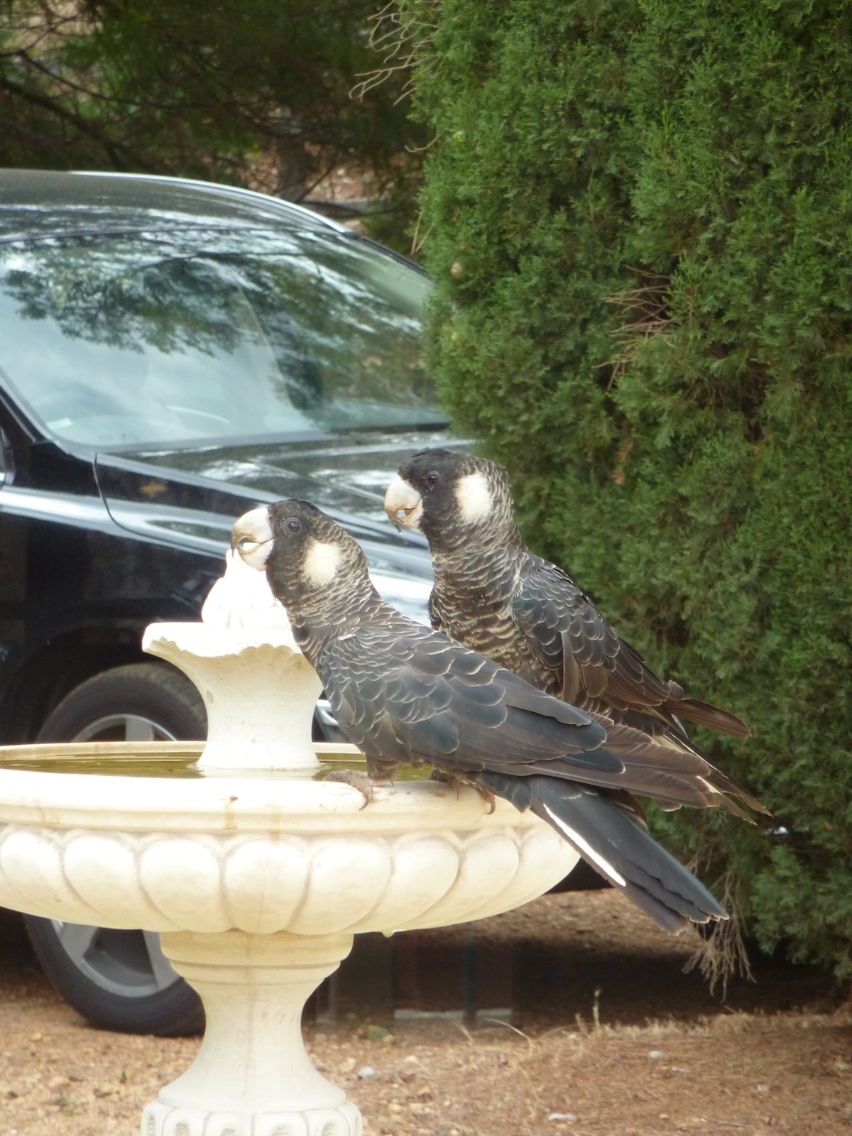 Cockatoo Hills Apartment