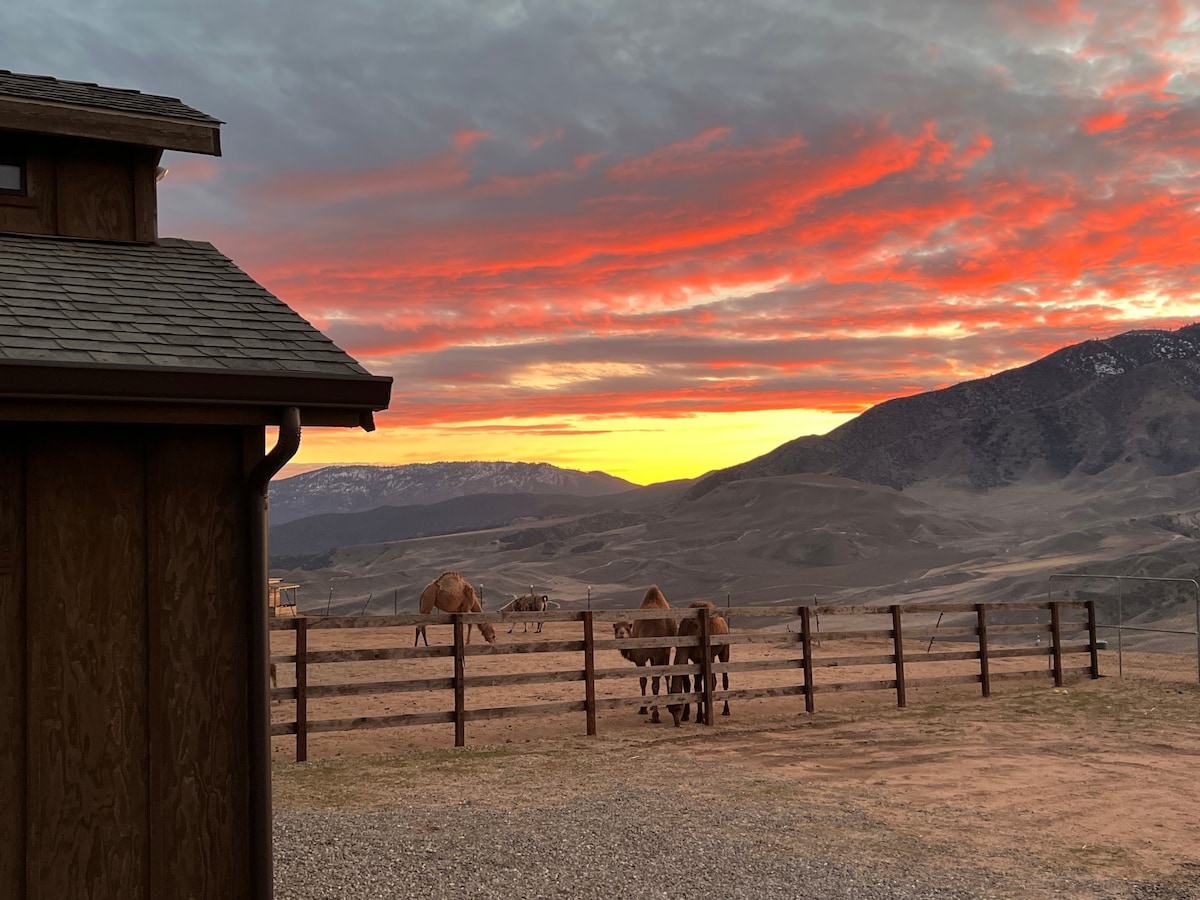 The Llama (A Lone Juniper Ranch Cabin)