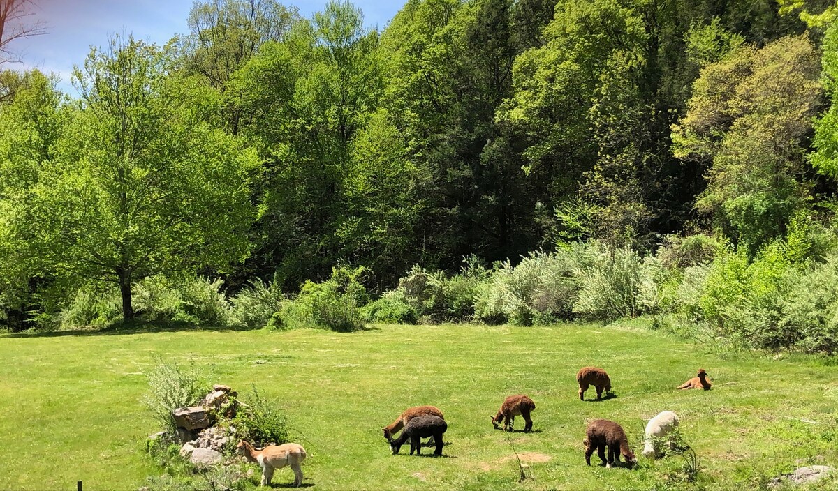 贝拉羊驼农场（ Bella Alpacas Farm ）