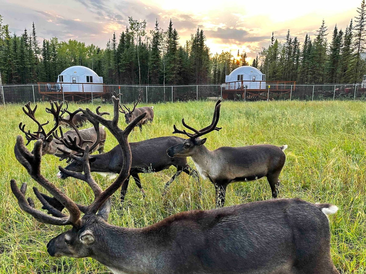 Fortymile Aurora Igloo and Reindeer