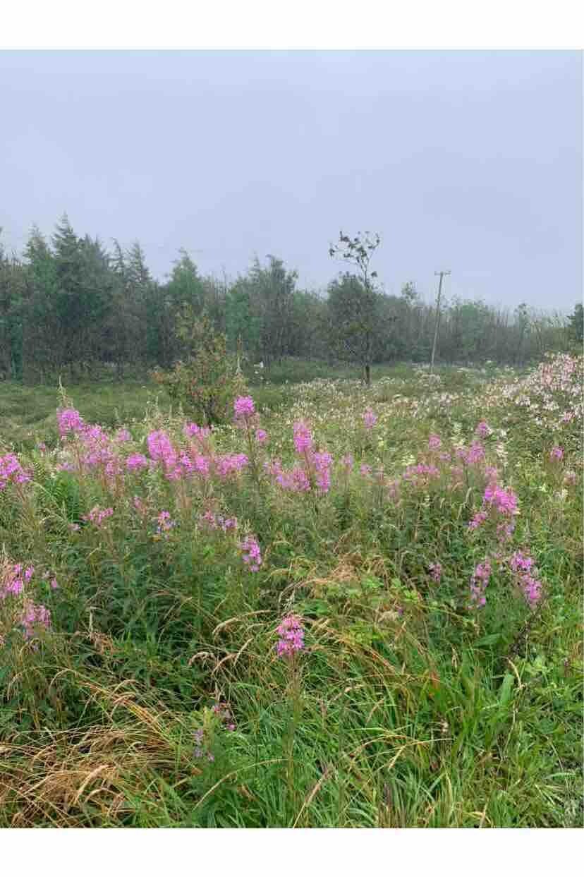 位于偏僻地区的迷人农场小屋